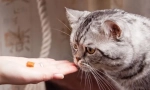 Нуждите на котките в хранителни вещества и енергия